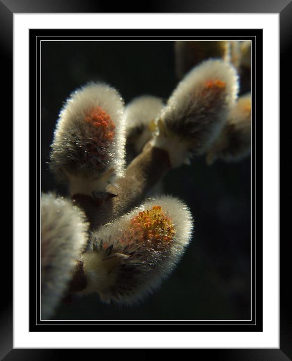Salix caprea,great willow  Framed Mounted Print by Jovan Miric