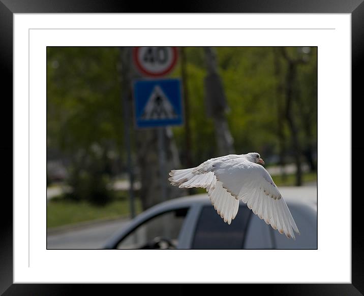 Pigeon Framed Mounted Print by Jovan Miric