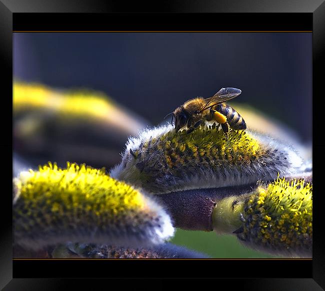 Salix caprea & bee Framed Print by Jovan Miric