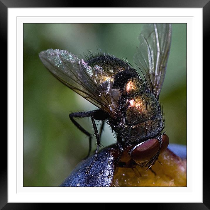 FLY-2 Framed Mounted Print by Jovan Miric