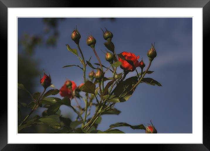 ROSES Framed Mounted Print by Jovan Miric