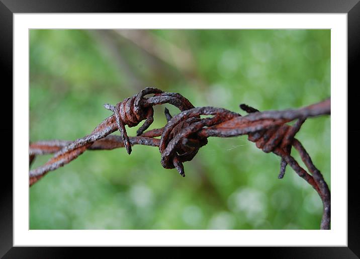 barbed wire Framed Mounted Print by david hopson
