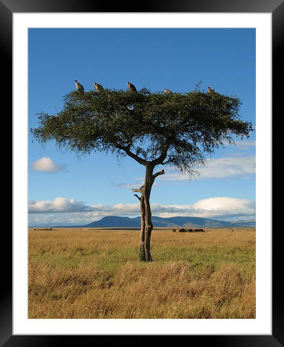 Vulture Tree Framed Mounted Print by Lindsay Parkin