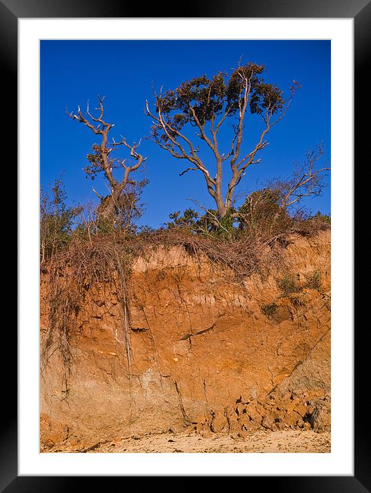 Roots Framed Mounted Print by Terry Sandoe