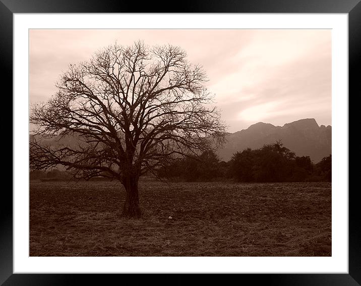 Moody tree Framed Mounted Print by joel ormsby