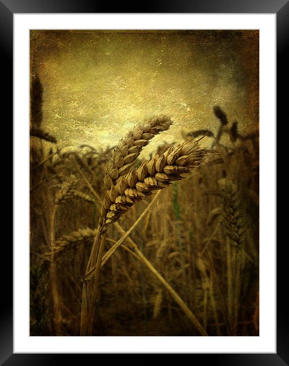 Wheat Field Framed Mounted Print by Sarah Couzens