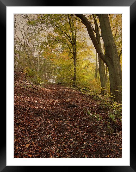 Autumn in Brantingham Woods Framed Mounted Print by Sarah Couzens