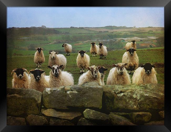 They Must Think They're Getting Fed Framed Print by Sarah Couzens