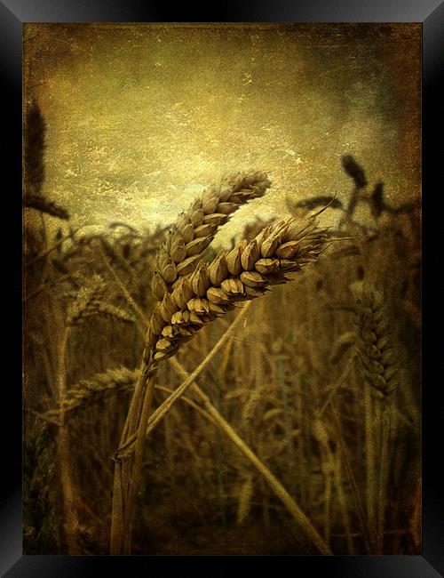 Wheat Field Framed Print by Sarah Couzens
