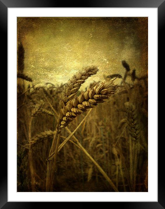 Wheat Field Framed Mounted Print by Sarah Couzens