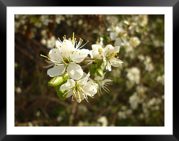 Spring Blossom Framed Mounted Print by Sarah Couzens