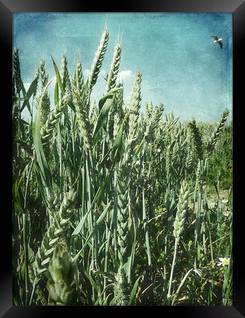 Summer Harvest Framed Print by Sarah Couzens