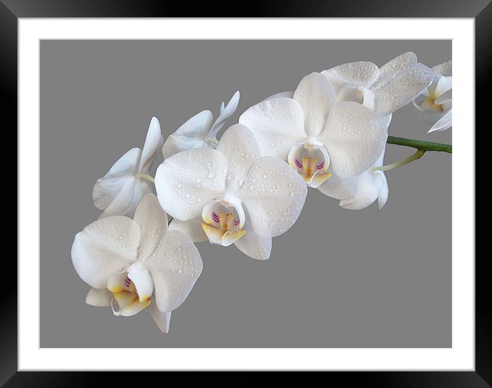 White Orchids Framed Mounted Print by Sarah Couzens