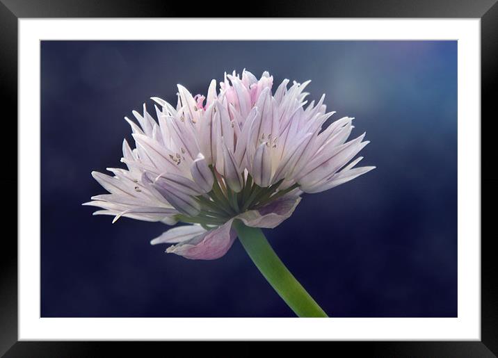 Chive Framed Mounted Print by Sarah Couzens
