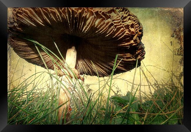 Underneath the Mushroom Framed Print by Sarah Couzens