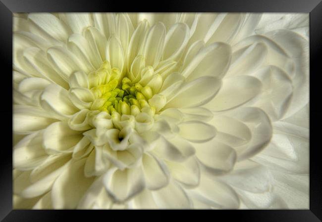 White Chrysanthemum Framed Print by Sarah Couzens