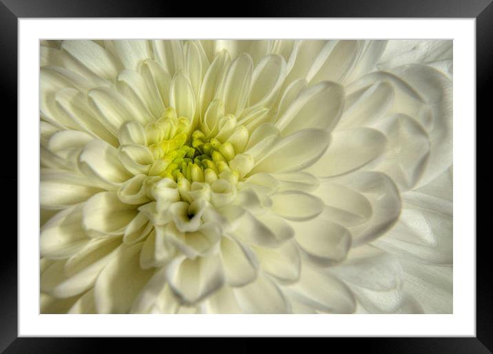 White Chrysanthemum Framed Mounted Print by Sarah Couzens