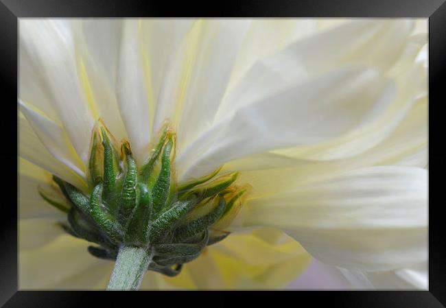 Cream Chrysanthemum  Framed Print by Sarah Couzens