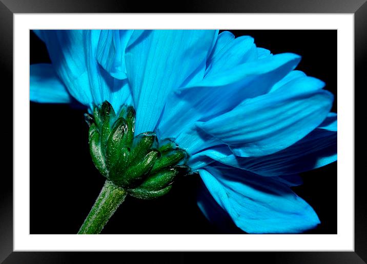  Blue Chrysanthemum  Framed Mounted Print by Sarah Couzens