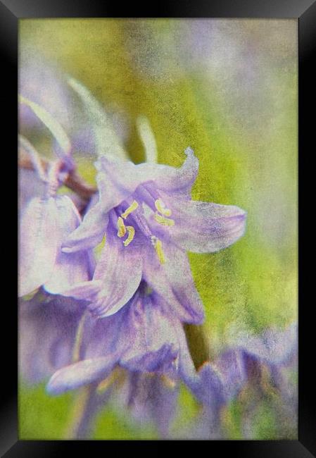 Textured Bluebells Framed Print by Sarah Couzens