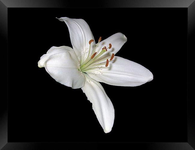 White Lily Framed Print by Sarah Couzens