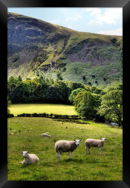Lucky Sheep Framed Print by Sarah Couzens