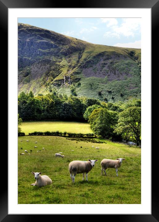 Lucky Sheep Framed Mounted Print by Sarah Couzens
