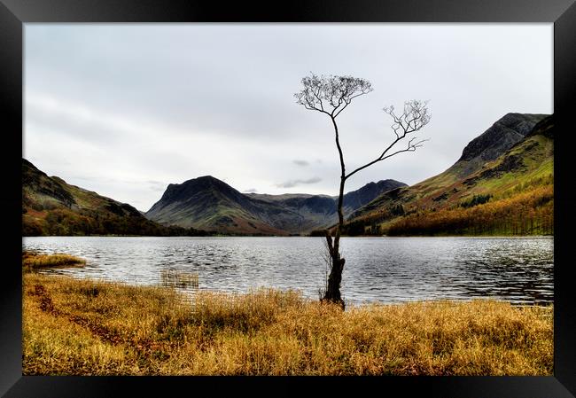 Buttermere Tree Framed Print by Sarah Couzens