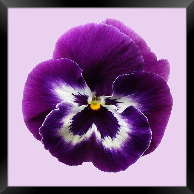 Purple Pansy Framed Print by Sarah Couzens