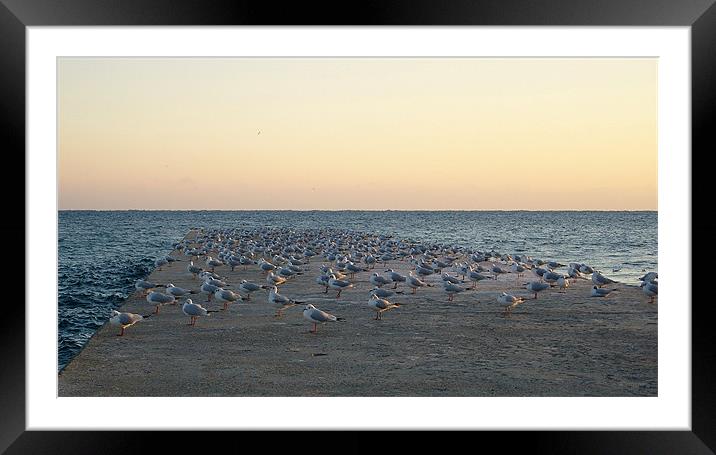 Seagull Landing Strip. Framed Mounted Print by David Steven