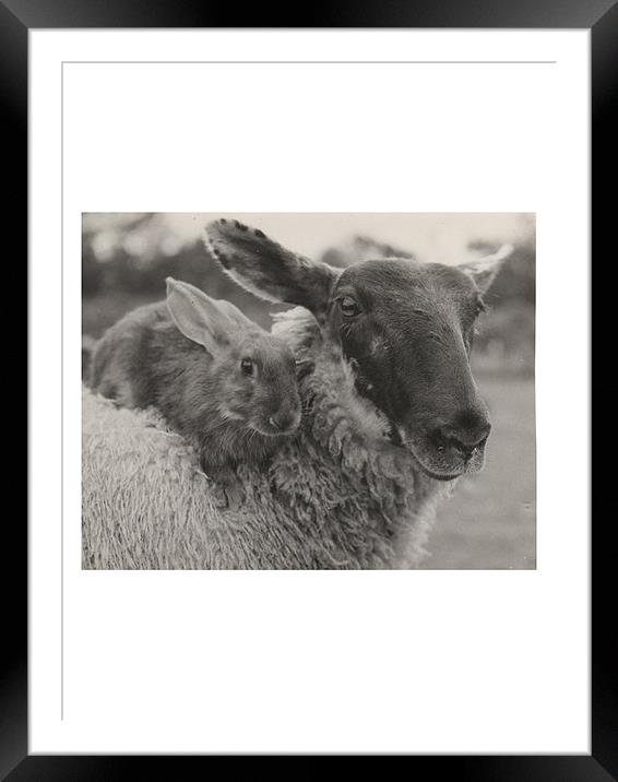 Just the two of us.... Framed Mounted Print by Jo Hoden