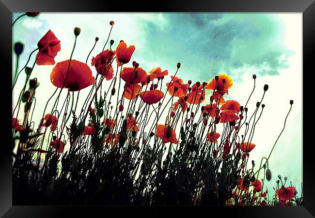 poppies in hot summer Framed Print by Livia Ivanovici
