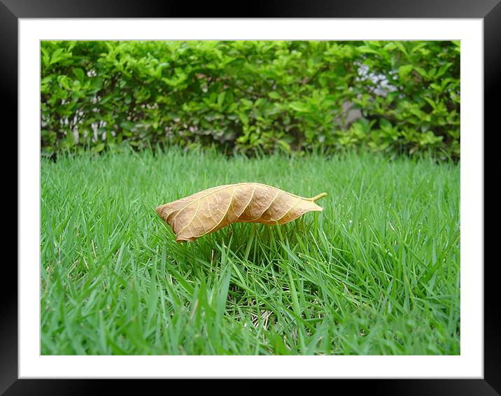 leaf Framed Mounted Print by swapan nagpal
