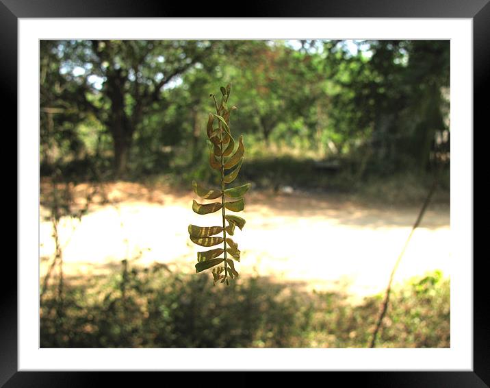 floating leaf Framed Mounted Print by swapan nagpal