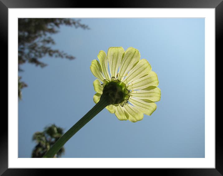 shine and the flower Framed Mounted Print by swapan nagpal