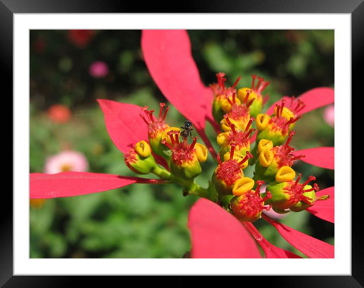 the flower  Framed Mounted Print by swapan nagpal