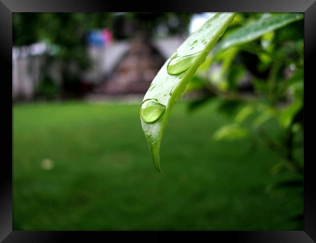 rain drops Framed Print by swapan nagpal