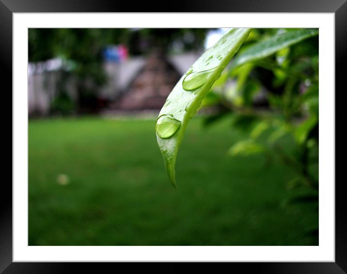 rain drops Framed Mounted Print by swapan nagpal