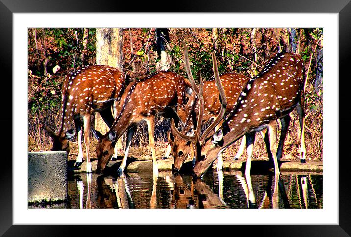 3458_4883 Framed Mounted Print by jagannath mondal