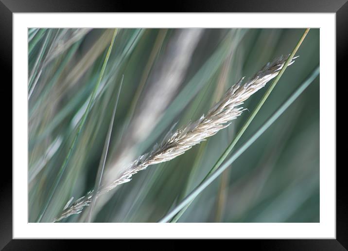 Marram Grass Framed Mounted Print by Kevin Murphy