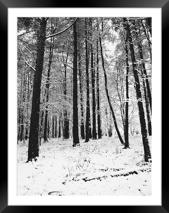 Woodland Snow Framed Mounted Print by Thomas Seear
