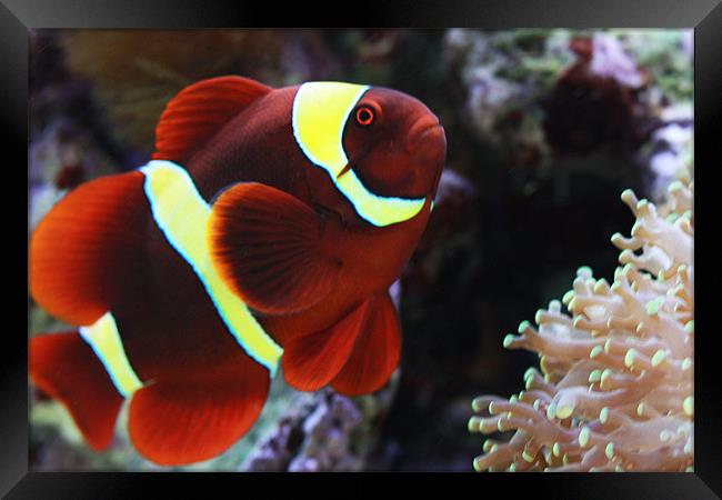 Maroon Clownfish Framed Print by Diane Holden