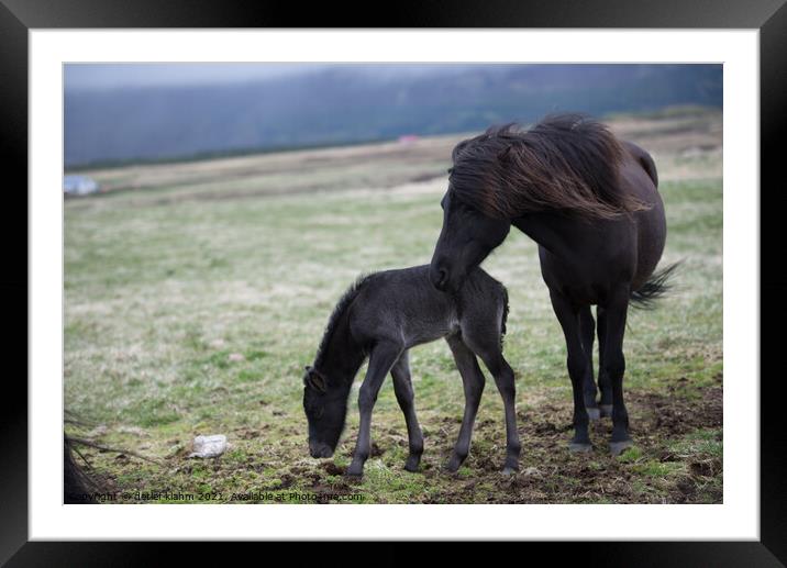 Icelandic horses Framed Mounted Print by detlef klahm