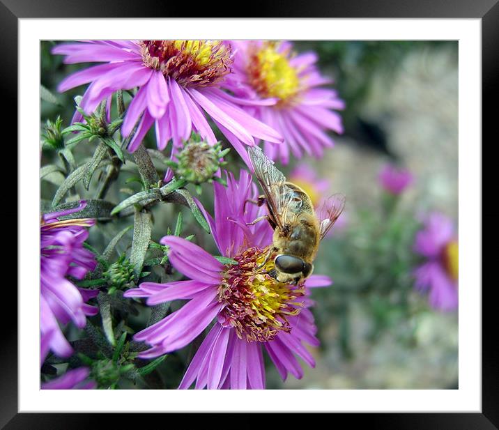 Busy Busy Framed Mounted Print by Ian Jackson