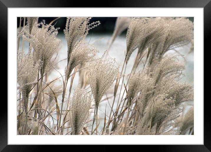 Straw in winter Framed Mounted Print by Adrian Bud