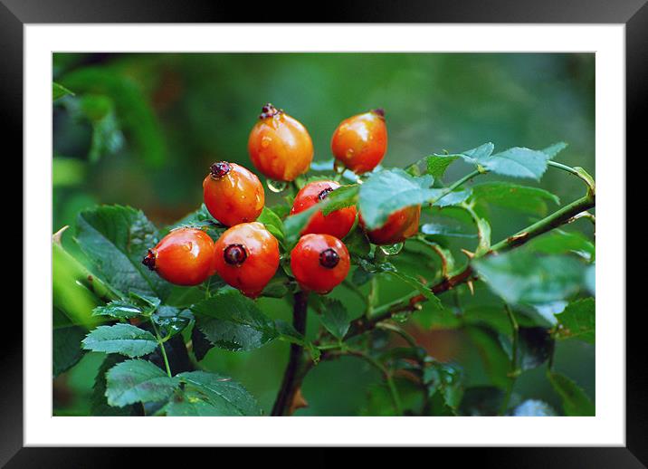 Red on green in the rain Framed Mounted Print by Adrian Bud