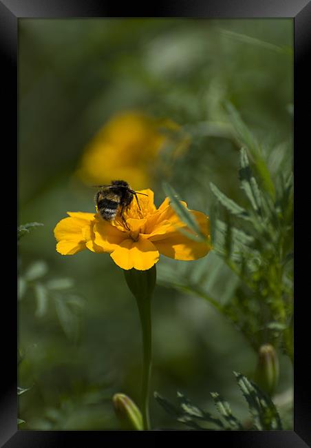 Bee on top Framed Print by Adrian Bud