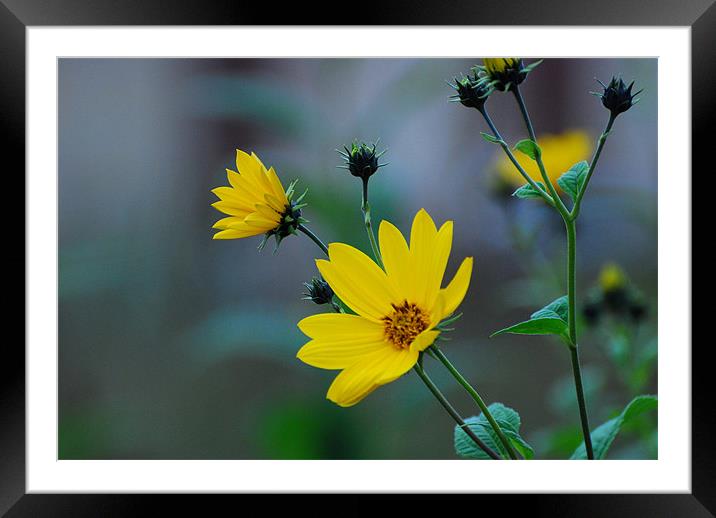 The yellow one Framed Mounted Print by Adrian Bud