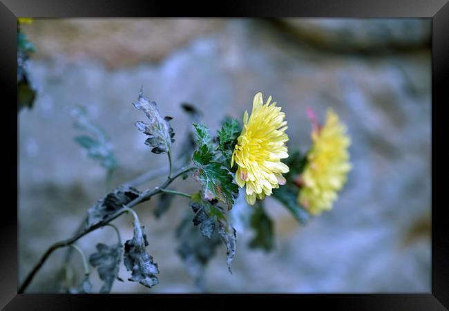 Chrysanthemum losing hope Framed Print by Adrian Bud
