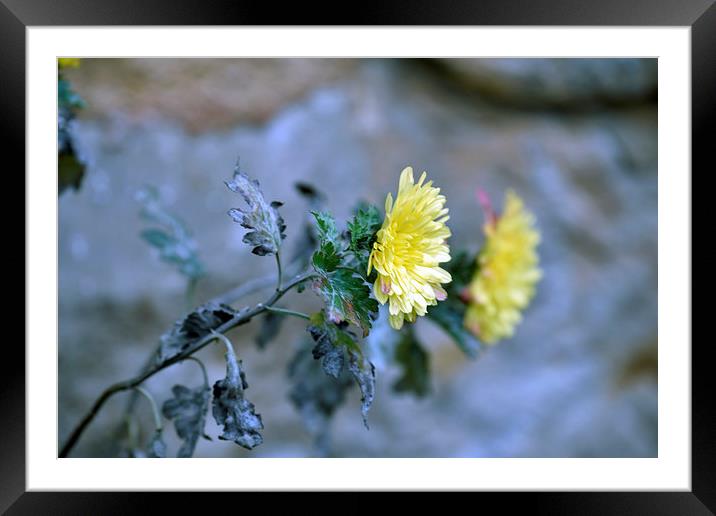 Chrysanthemum losing hope Framed Mounted Print by Adrian Bud